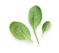 leaf-element-01.png