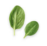 leaf-element-02.png